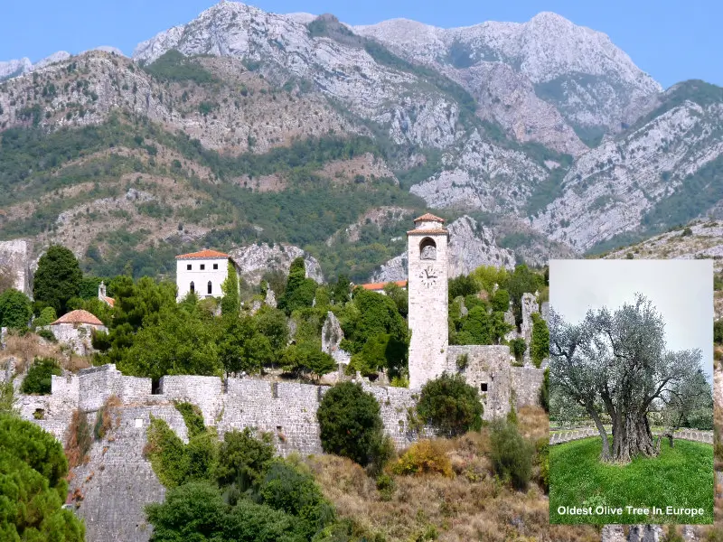Old town Bar and oldest olive tree 