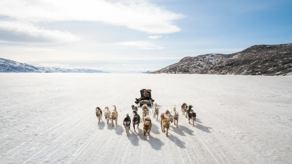 Greenland dog sledding