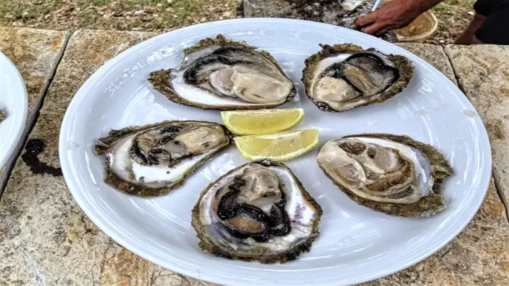 Oysters Croatia